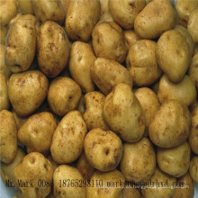 patata, patata china fresca, patata holandesa fresca